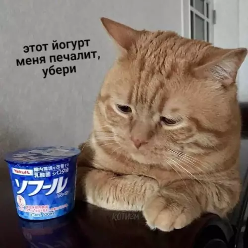 Смешная картинка №488435 Когда живёшь с немножечко депрессивным котом кошки
