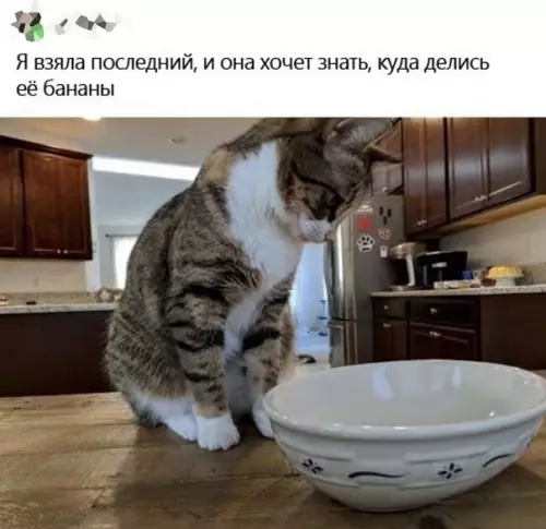 продолжение Смешная картинка №592178 Кошки