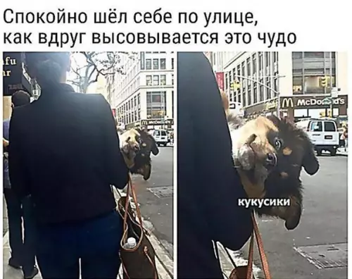 Смешная картинка №388811 собаки