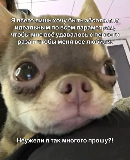 Ожидания vs Реальность с этим чихуахуа 🐶🥺 - Я всего лишь хочу быть абсолютно идеальным по всем параметрам,