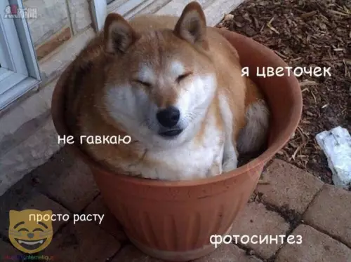 Смешная картинка №337756 #приколы #картинки #мемы ?