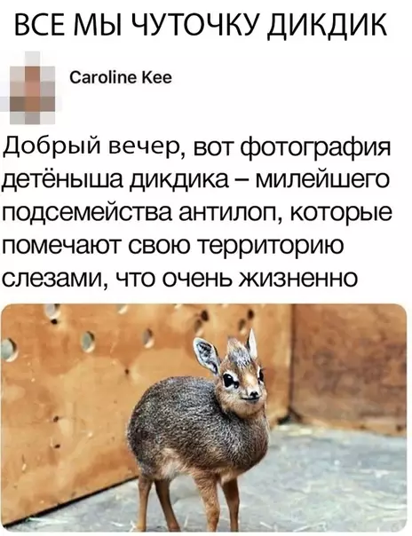 Смешная картинка №315532 животные