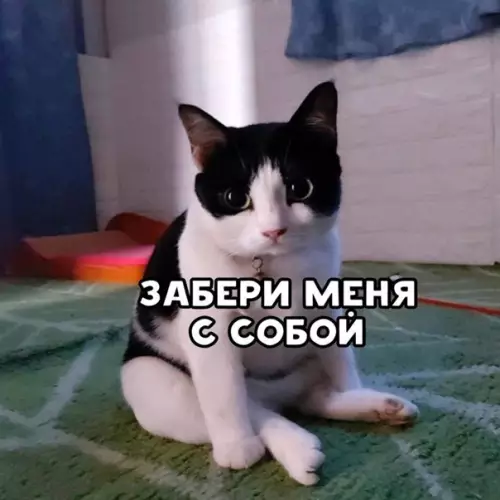 Смешная картинка №549483 Пecня для кoшaтникoв