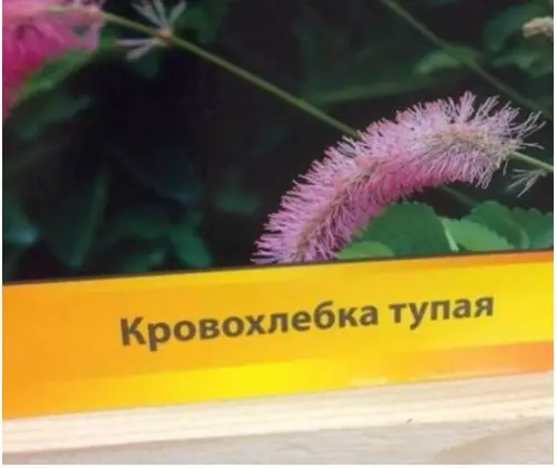 Смешная картинка №215452 Если бы ты была цветком