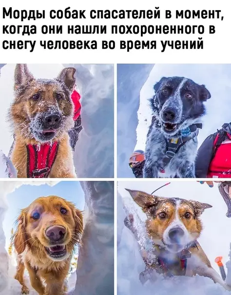 Смешная картинка №512604 Какие милашки собаки