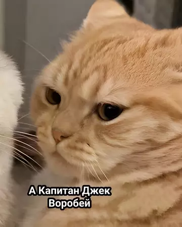 продолжение Смешная картинка №750307