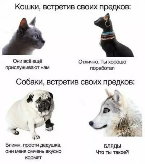 Смешная картинка №778424 Животные