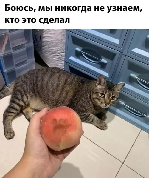 Смешная картинка №716616