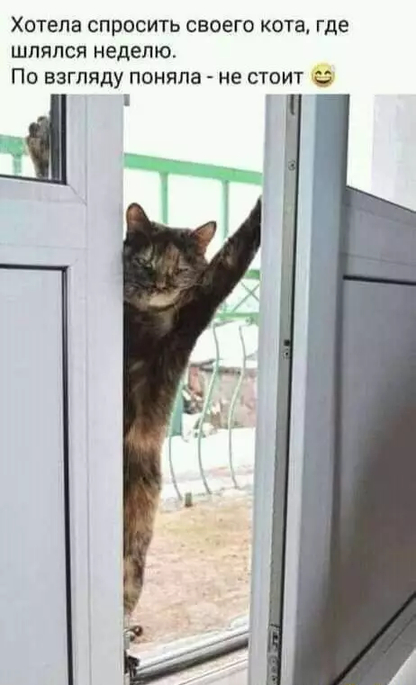 Смешная картинка №667173 коты