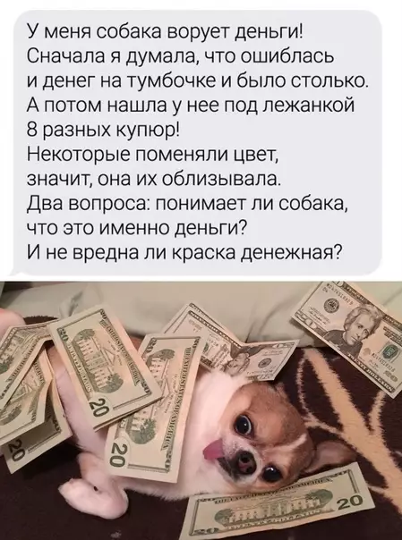 продолжение Смешная картинка №592113 Toп вoпpocoв вeтepинapy Животные