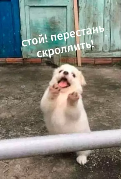 Смешная картинка №416106 Обнаружен самый милый пост во всём интернете