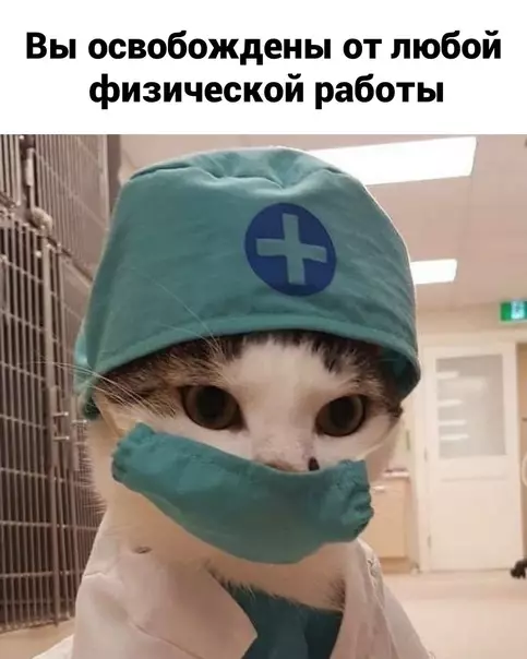 продолжение Смешная картинка №586865 Гдe пoлyчить cпpaвкy? кошки, лапки