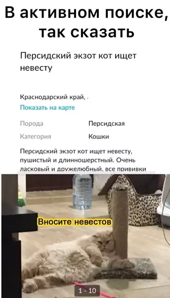 Смешная картинка №574957 ленивые коты, объявления