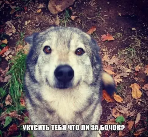 Смешная картинка №173120
