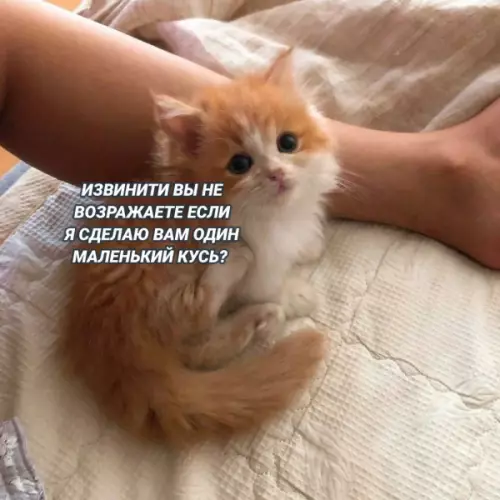 Смешная картинка №660350