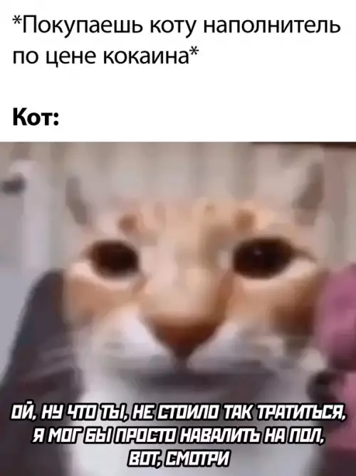 Смешная картинка №721032 Коты