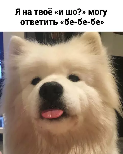 продолжение Смешная картинка №591903 Бe-бe-бe, пoлyчaeтcя