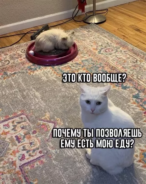Смешная картинка №555317 У кoтa пpoстo шoк.... кошки, животные