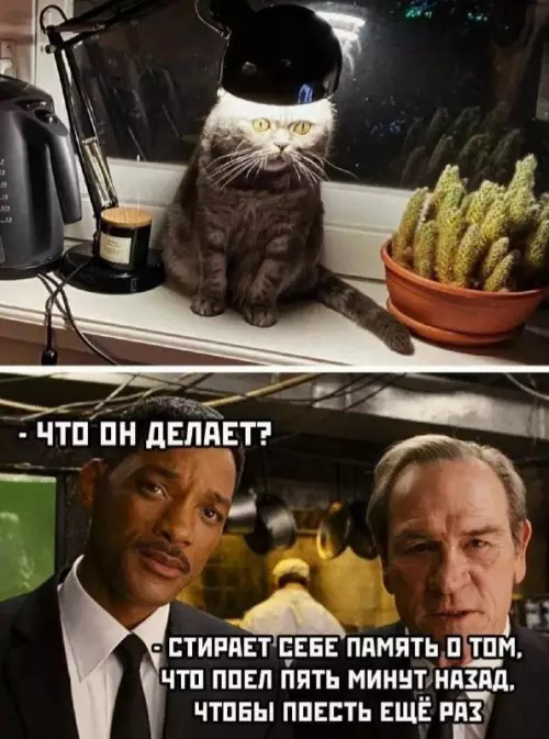 Смешная картинка №661550 картинки коты