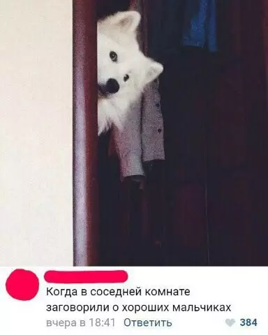 Смешная картинка №254162 собаки