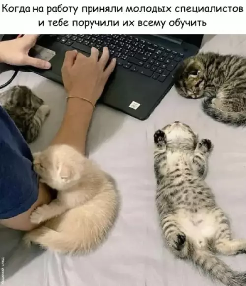 Когда на работе ты единственный выживший 🐱 - Когда на работу приняли молодых специалистов и тебе поручили их