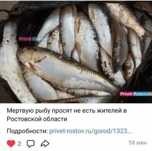 Смешная картинка №822056 Рыба, не ешь заголовки