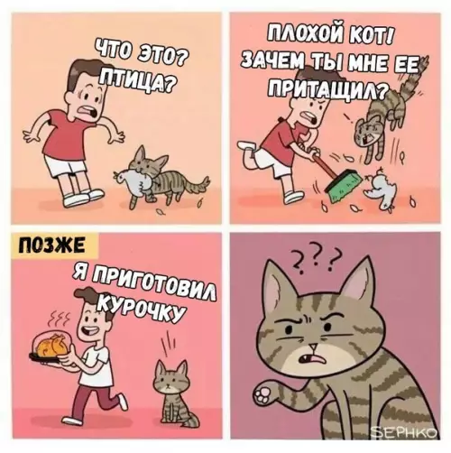Смешная картинка №321644 Только зря деньги потратил кот, животные