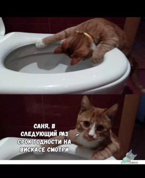 Смешная картинка №336947