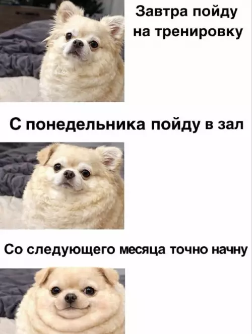 План по захвату спортзала 🐶💪 - Завтра пойду на тренировку. С понедельника пойду в зал. Со