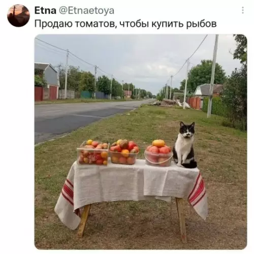 Бизнесмен от мира котиков 🐈🍅 - Продаю томатов, чтобы купить рыбов