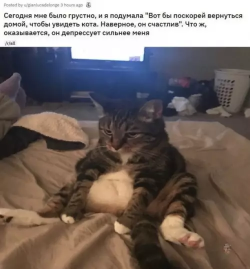 Смешная картинка №464929 Тот, кто должен был дарить счастье, теперь сам нуждается в нём коты