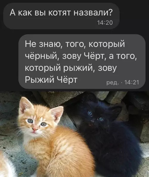 Смешная картинка №700292 Ну тут все логично, на самом деле Коты
