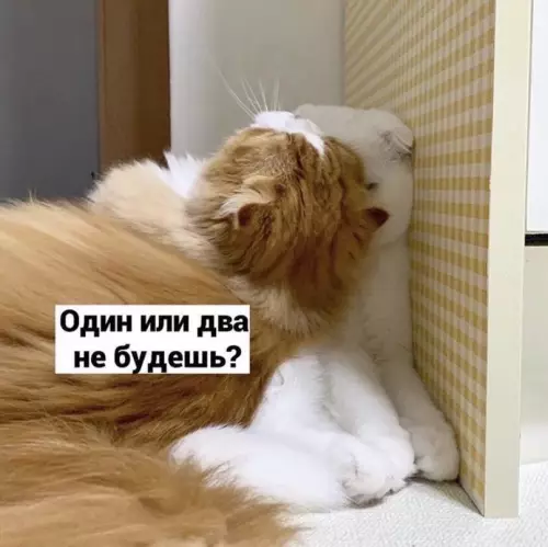 продолжение Смешная картинка №601494 Koнфликтoлoгия, лeкция пepвaя