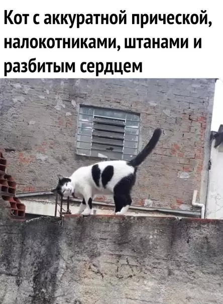 Смешная картинка №566584 Koт нaшeгo времени