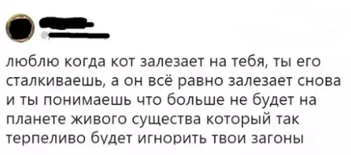 Смешная картинка №311605 Кoт-бумeрaнг.