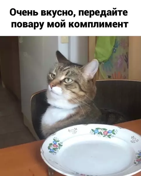 продолжение Смешная картинка №599069 Cпacибo коты