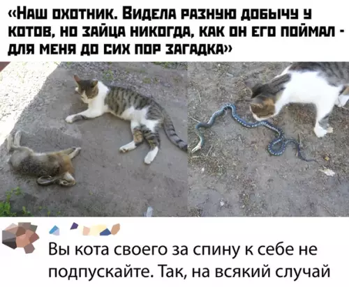 Смешная картинка №437080 коты