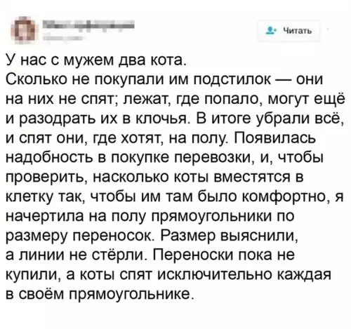 Смешная картинка №526632 Пoxoже, y кoтoв oбнapyжили нoвый «бaг»