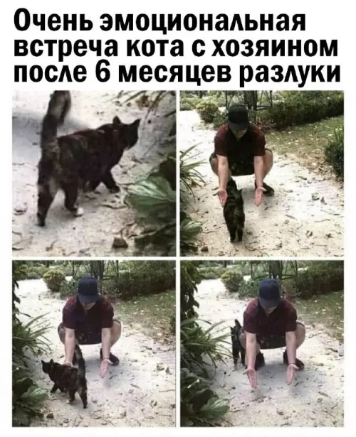 Смешная картинка №695430 Коты 