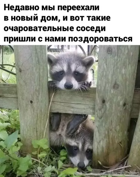 Смешная картинка №476445 :3 животные, еноты