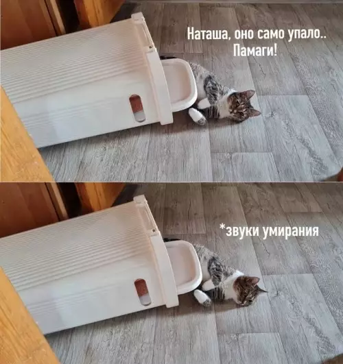Смешная картинка №727750 Коты