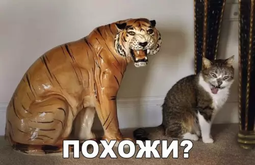Смешная картинка №177290 Кот, тигр