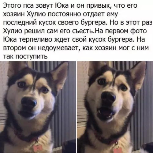 Смешная картинка №551604 Издевательство над животными собаки