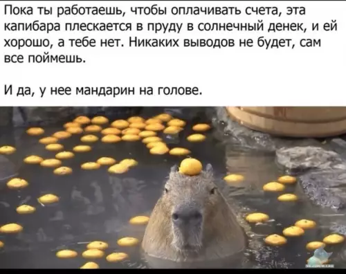 Смешная картинка №442437