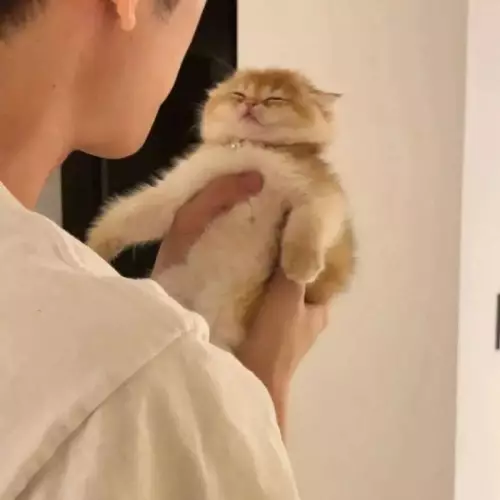 Смешная картинка №660740 С добрым утром! котята