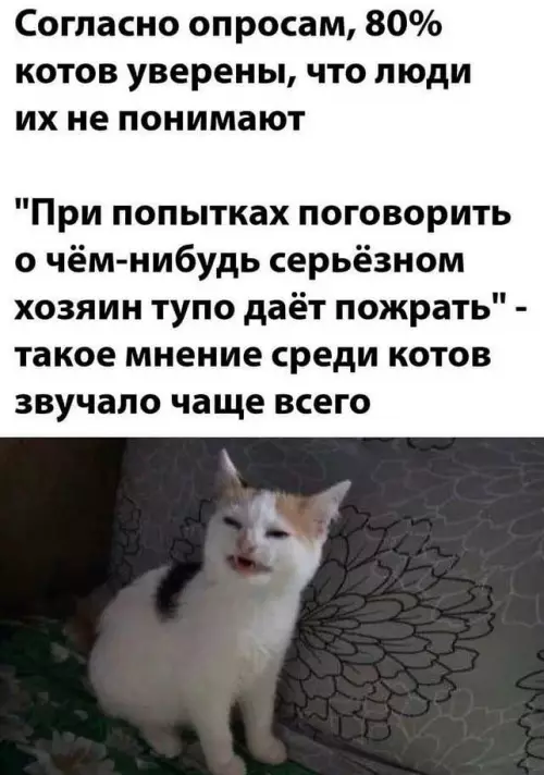 Смешная картинка №641866 Интересно всё-таки, как бы этих котов опрашивали.