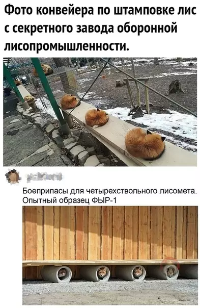 Смешная картинка №488441 Наконец-то новости не про корону ?
