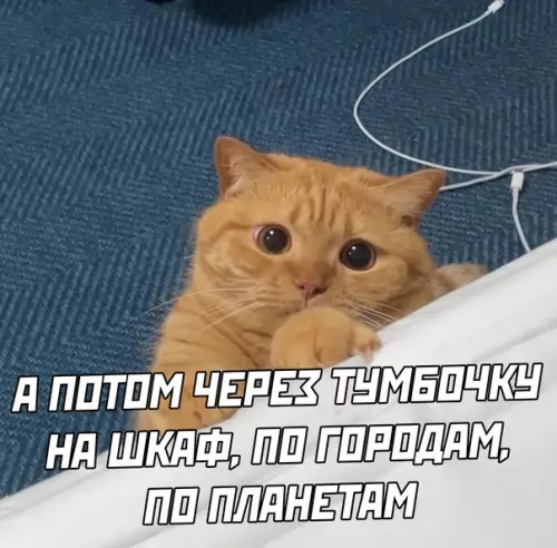 продолжение Смешная картинка №580660 Коты