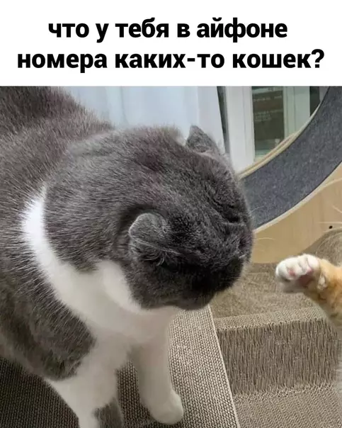 продолжение Смешная картинка №567029