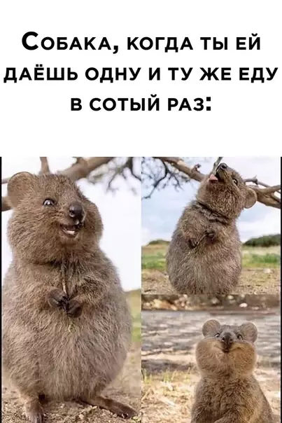 Смешная картинка №509211